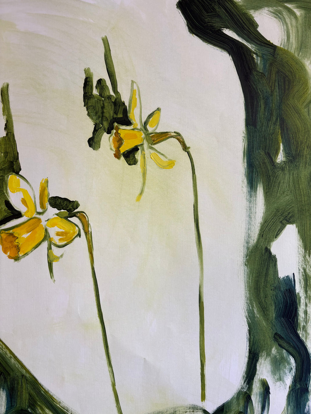 Narcissus