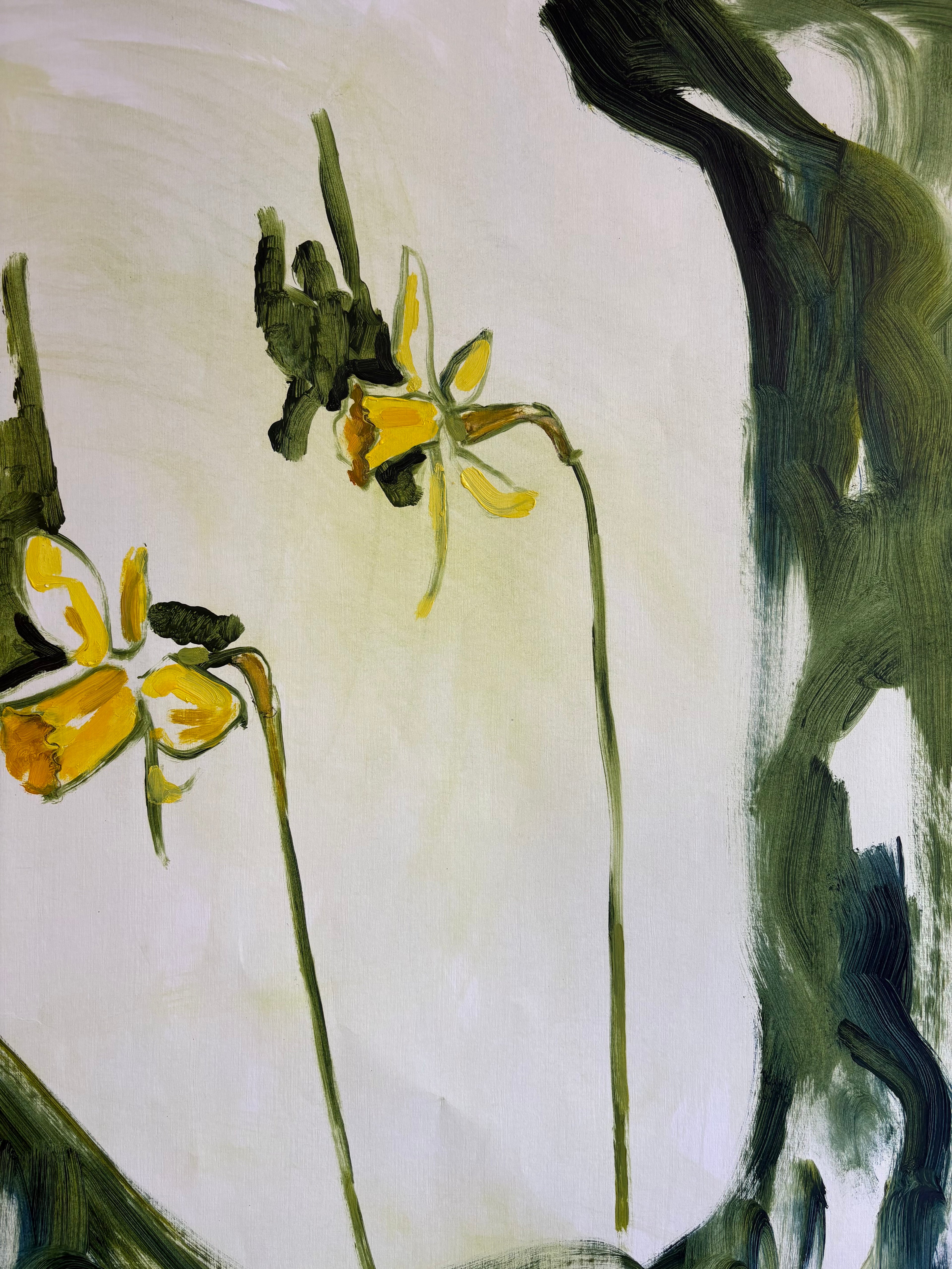 Narcissus